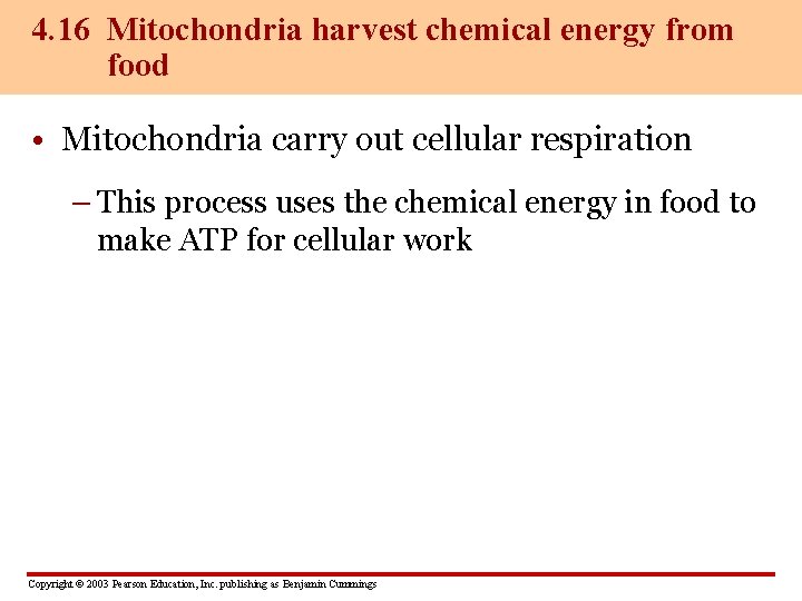 4. 16 Mitochondria harvest chemical energy from food • Mitochondria carry out cellular respiration