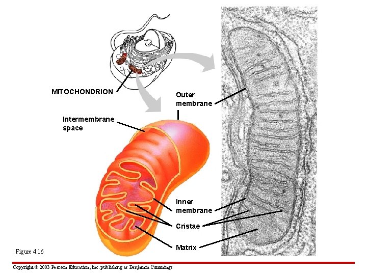 MITOCHONDRION Outer membrane Intermembrane space Inner membrane Cristae Figure 4. 16 Copyright © 2003
