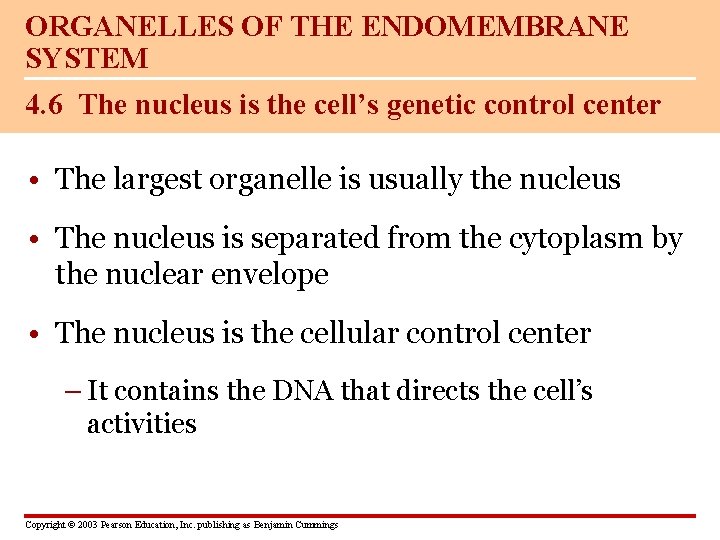 ORGANELLES OF THE ENDOMEMBRANE SYSTEM 4. 6 The nucleus is the cell’s genetic control
