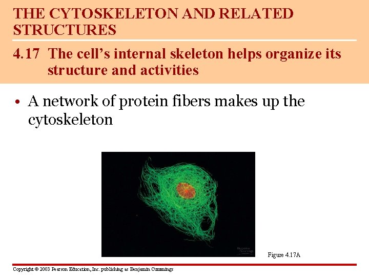THE CYTOSKELETON AND RELATED STRUCTURES 4. 17 The cell’s internal skeleton helps organize its
