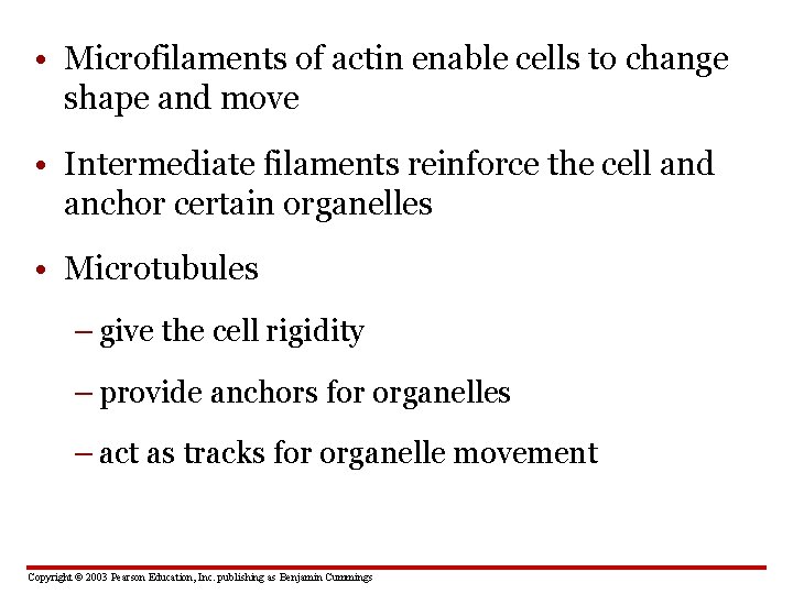  • Microfilaments of actin enable cells to change shape and move • Intermediate