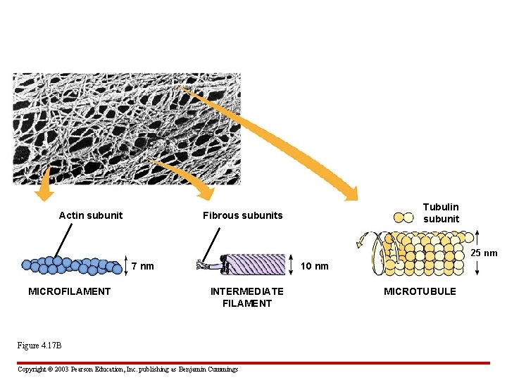 Actin subunit Tubulin subunit Fibrous subunits 25 nm 7 nm MICROFILAMENT 10 nm INTERMEDIATE