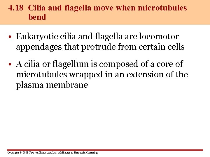 4. 18 Cilia and flagella move when microtubules bend • Eukaryotic cilia and flagella