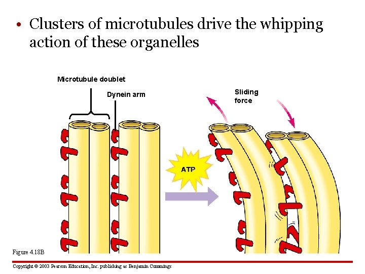  • Clusters of microtubules drive the whipping action of these organelles Microtubule doublet