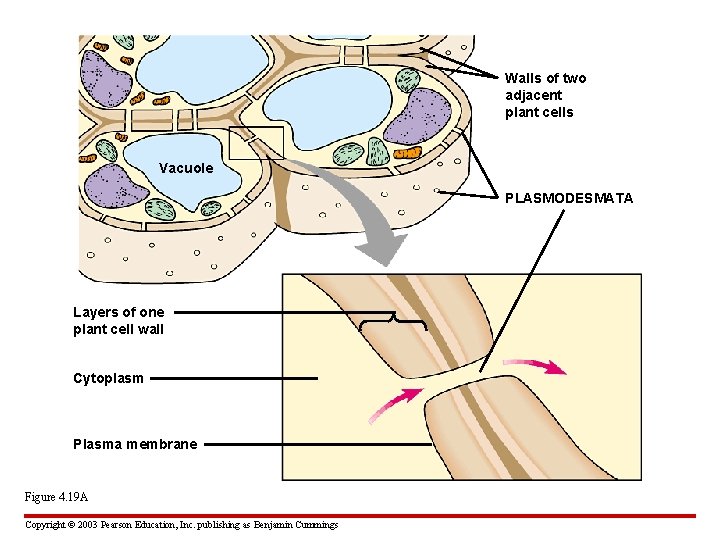 Walls of two adjacent plant cells Vacuole PLASMODESMATA Layers of one plant cell wall