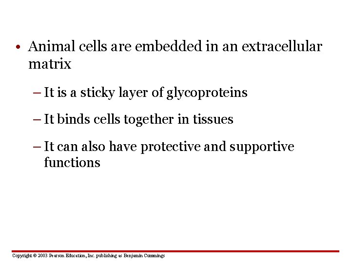  • Animal cells are embedded in an extracellular matrix – It is a