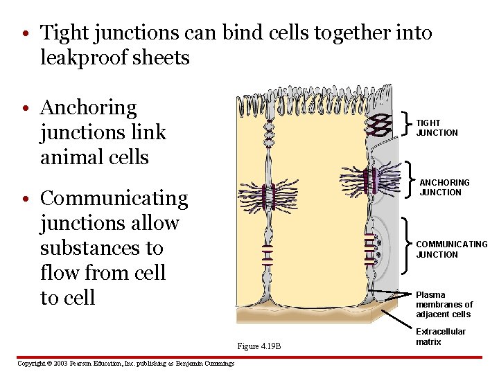  • Tight junctions can bind cells together into leakproof sheets • Anchoring junctions