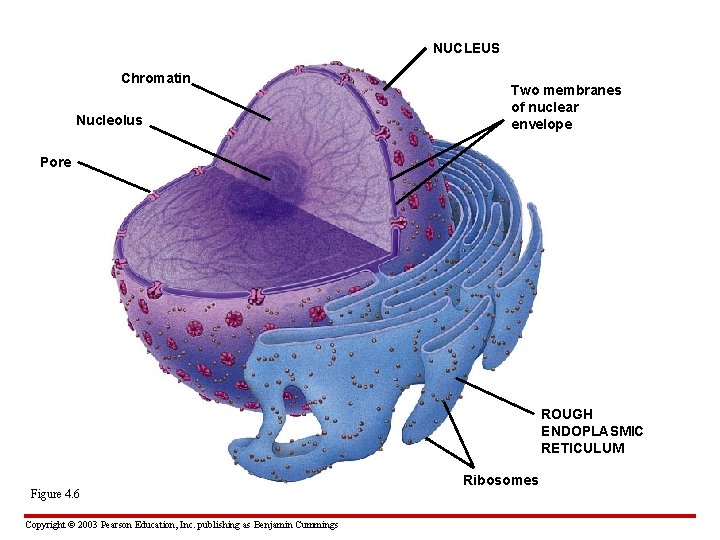 NUCLEUS Chromatin Nucleolus Two membranes of nuclear envelope Pore ROUGH ENDOPLASMIC RETICULUM Figure 4.