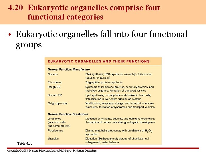 4. 20 Eukaryotic organelles comprise four functional categories • Eukaryotic organelles fall into four