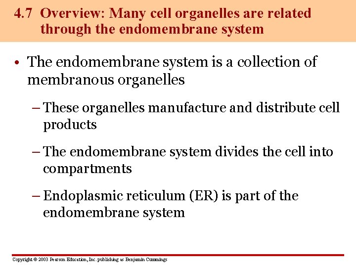 4. 7 Overview: Many cell organelles are related through the endomembrane system • The