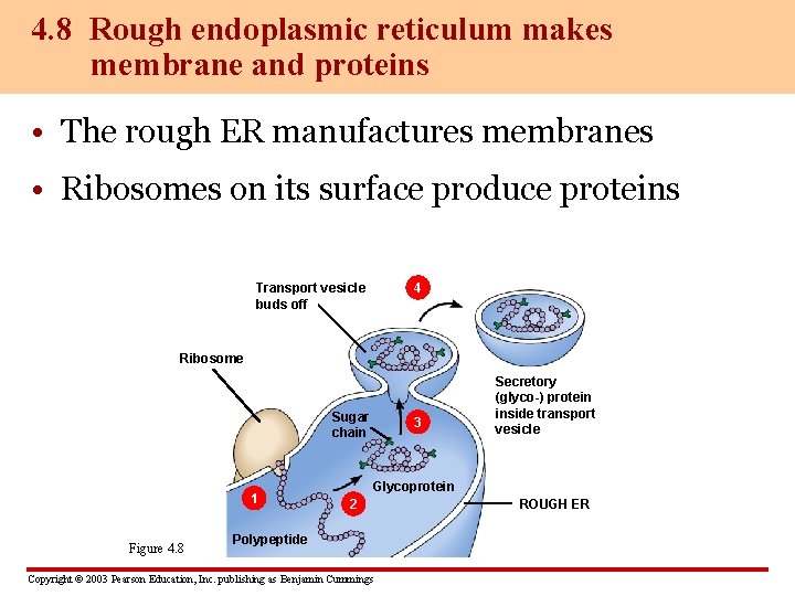 4. 8 Rough endoplasmic reticulum makes membrane and proteins • The rough ER manufactures