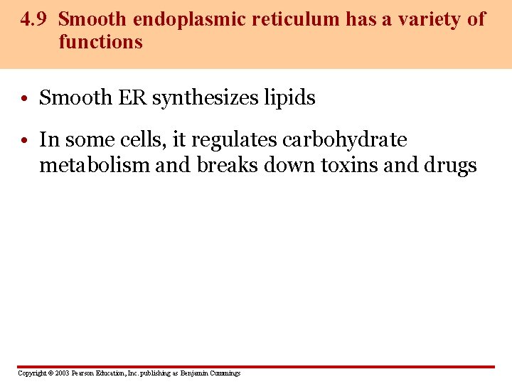 4. 9 Smooth endoplasmic reticulum has a variety of functions • Smooth ER synthesizes