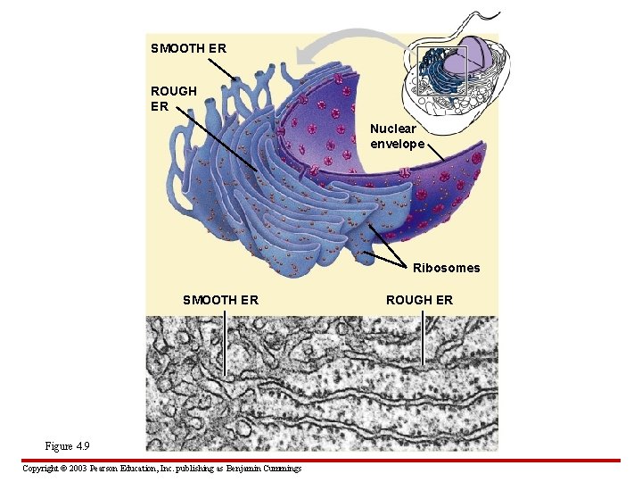 SMOOTH ER ROUGH ER Nuclear envelope Ribosomes SMOOTH ER Figure 4. 9 Copyright ©
