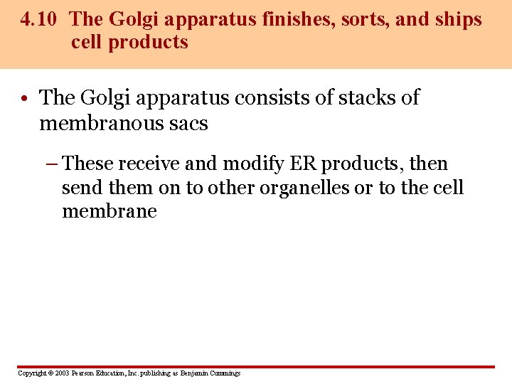 4. 10 The Golgi apparatus finishes, sorts, and ships cell products • The Golgi
