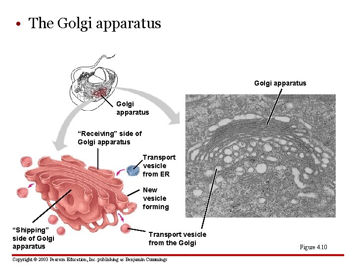  • The Golgi apparatus “Receiving” side of Golgi apparatus Transport vesicle from ER