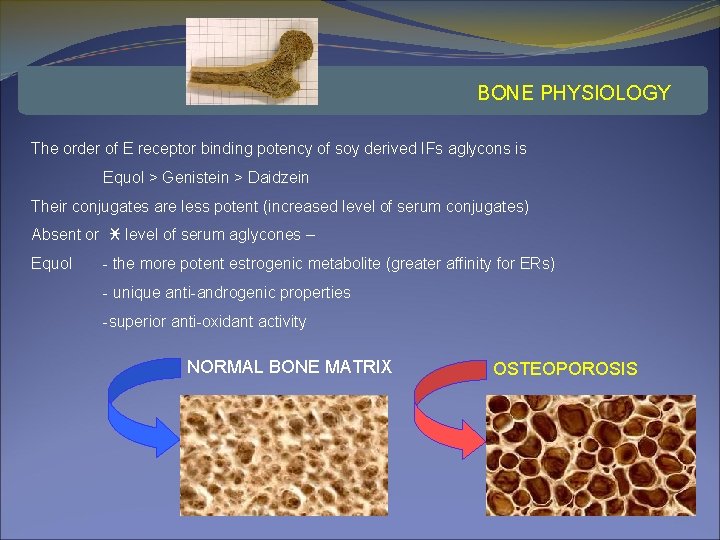 BONE PHYSIOLOGY The order of E receptor binding potency of soy derived IFs aglycons