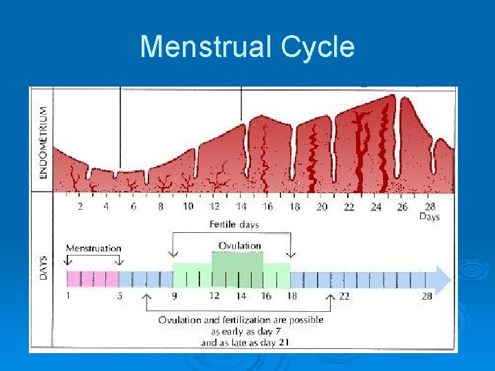 Menstrual Cycle 