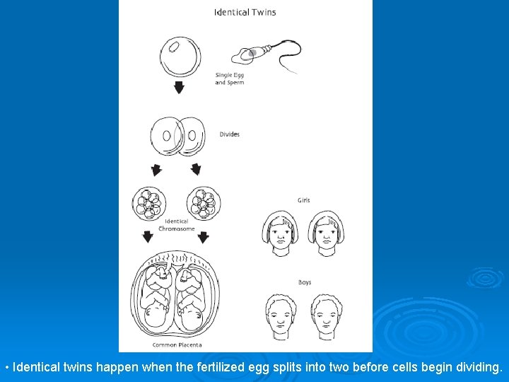  • Identical twins happen when the fertilized egg splits into two before cells