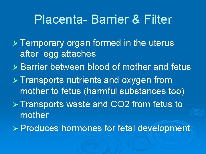 Placenta- Barrier & Filter Ø Temporary organ formed in the uterus after egg attaches