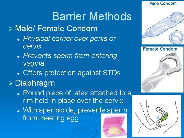 Barrier Methods Ø Male/ Female Condom l l l Physical barrier over penis or