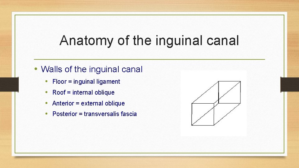 Anatomy of the inguinal canal • Walls of the inguinal canal • • Floor
