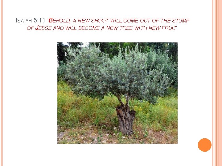 ISAIAH 5: 11, “BEHOLD, A NEW SHOOT WILL COME OUT OF THE STUMP OF