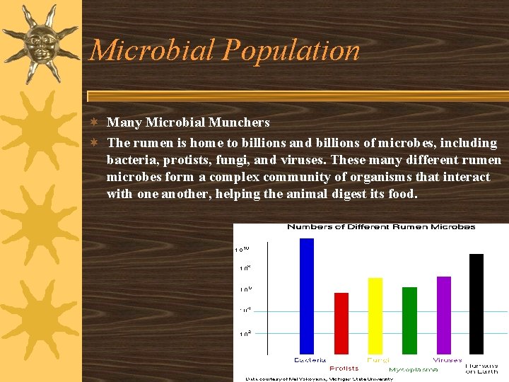 Microbial Population ¬ Many Microbial Munchers ¬ The rumen is home to billions and