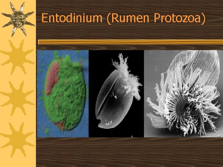 Entodinium (Rumen Protozoa) 