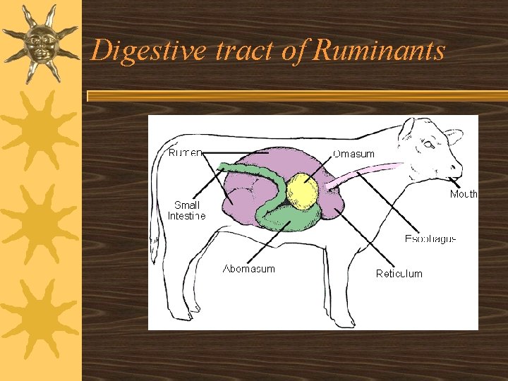 Digestive tract of Ruminants 