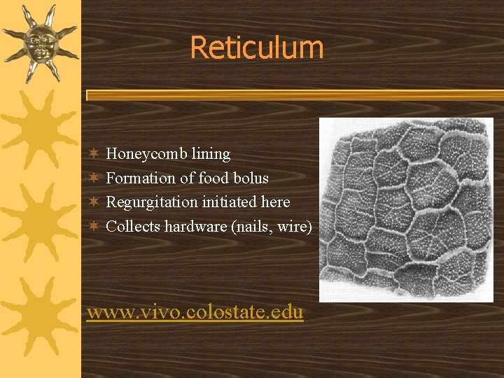 Reticulum ¬ Honeycomb lining ¬ Formation of food bolus ¬ Regurgitation initiated here ¬