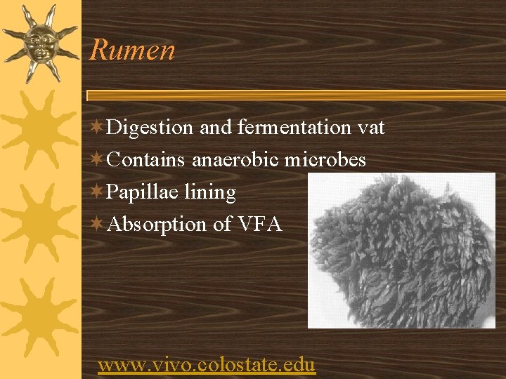 Rumen ¬Digestion and fermentation vat ¬Contains anaerobic microbes ¬Papillae lining ¬Absorption of VFA www.