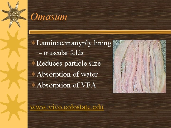 Omasum ¬Laminae/manyply lining – muscular folds ¬Reduces particle size ¬Absorption of water ¬Absorption of