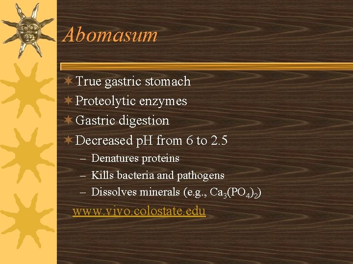 Abomasum ¬ True gastric stomach ¬ Proteolytic enzymes ¬ Gastric digestion ¬ Decreased p.