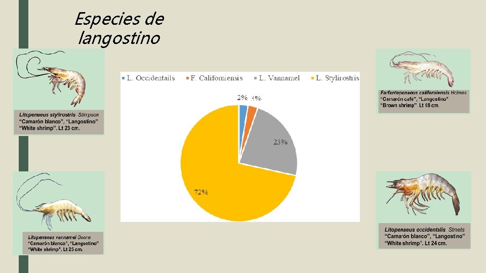 Especies de langostino 