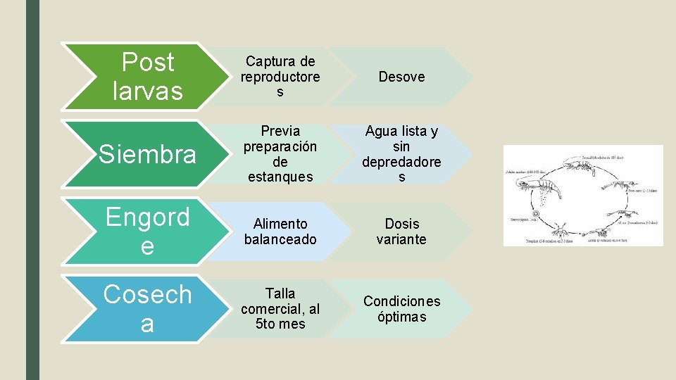 Post larvas Captura de reproductore s Desove Siembra Previa preparación de estanques Agua lista