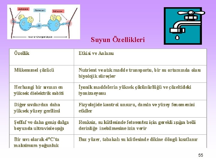 Suyun Özellikleri 55 