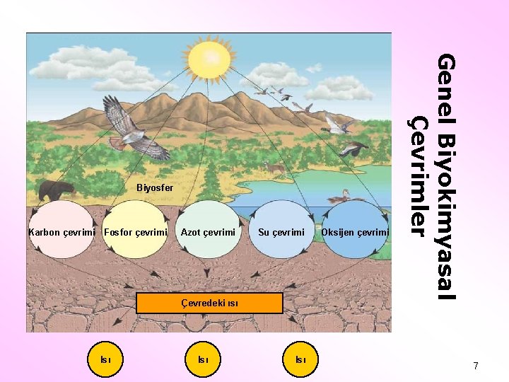 Karbon çevrimi Fosfor çevrimi Azot çevrimi Su çevrimi Çevredeki ısı Isı Isı Oksijen çevrimi