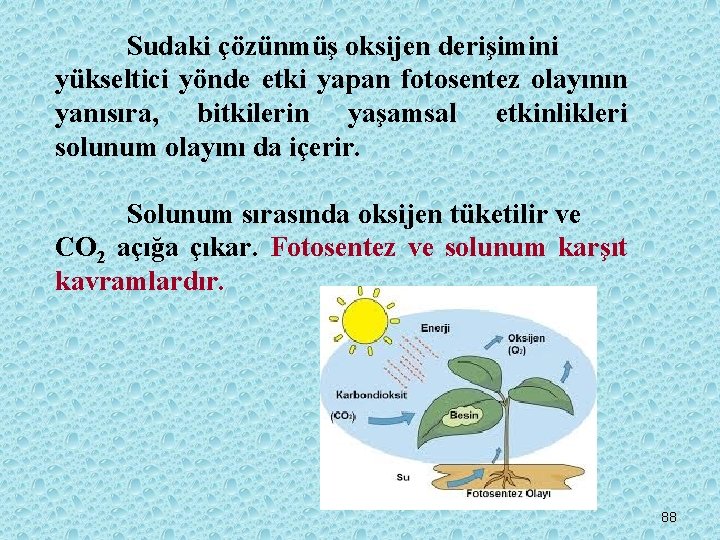 Sudaki çözünmüş oksijen derişimini yükseltici yönde etki yapan fotosentez olayının yanısıra, bitkilerin yaşamsal etkinlikleri