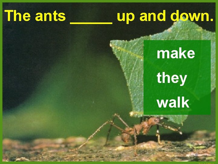 The ants _____ up and down. make they walk 