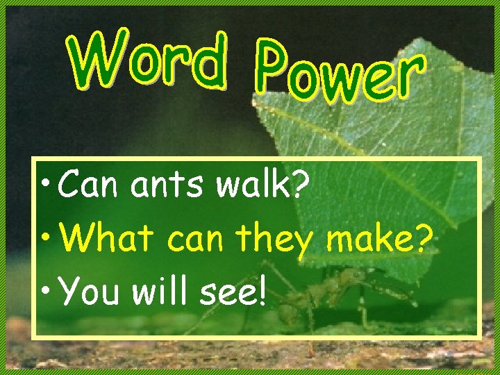  • Can ants walk? • What can they make? • You will see!