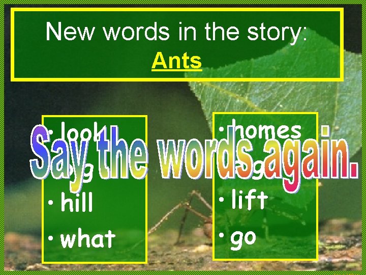 New words in the story: Ants • look • big • hill • what