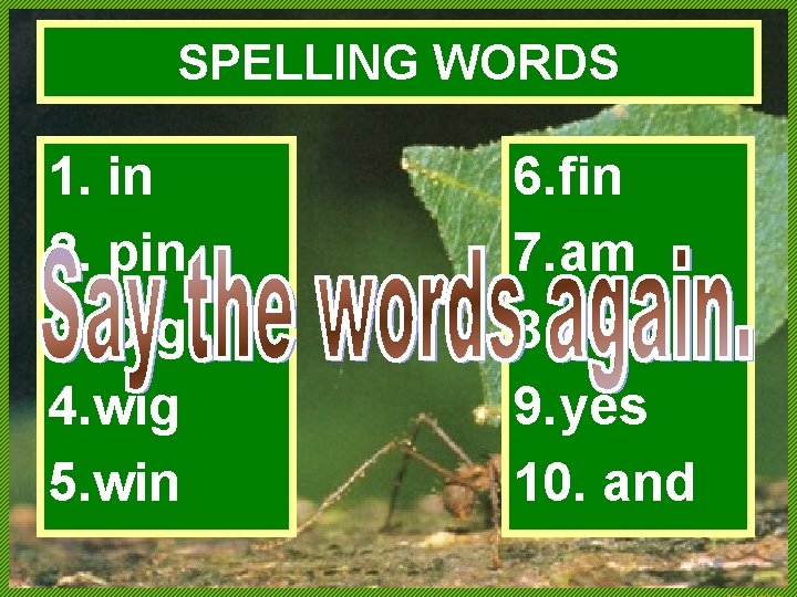 SPELLING WORDS 1. in 2. pin 3. pig 4. wig 5. win 6. fin