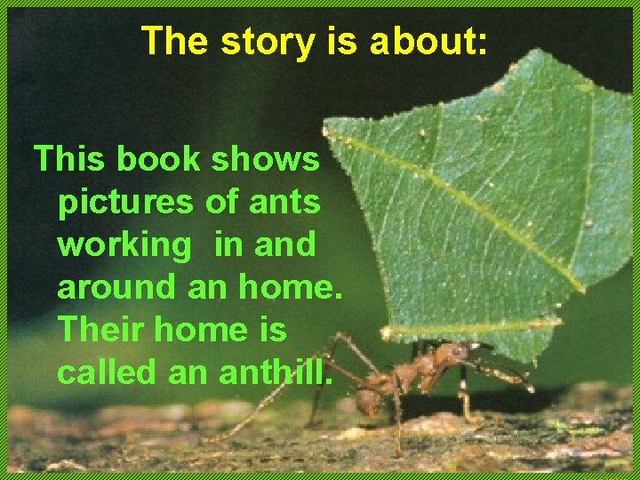 The story is about: This book shows pictures of ants working in and around