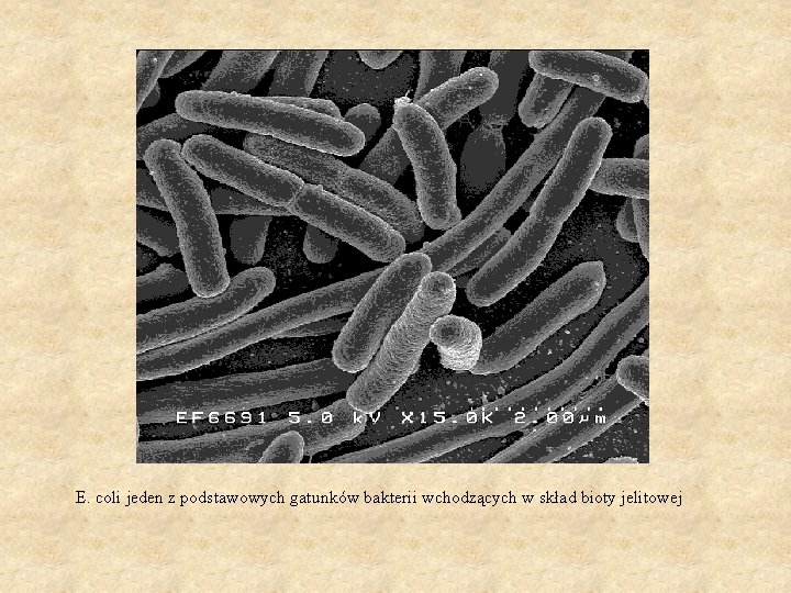 E. coli jeden z podstawowych gatunków bakterii wchodzących w skład bioty jelitowej 