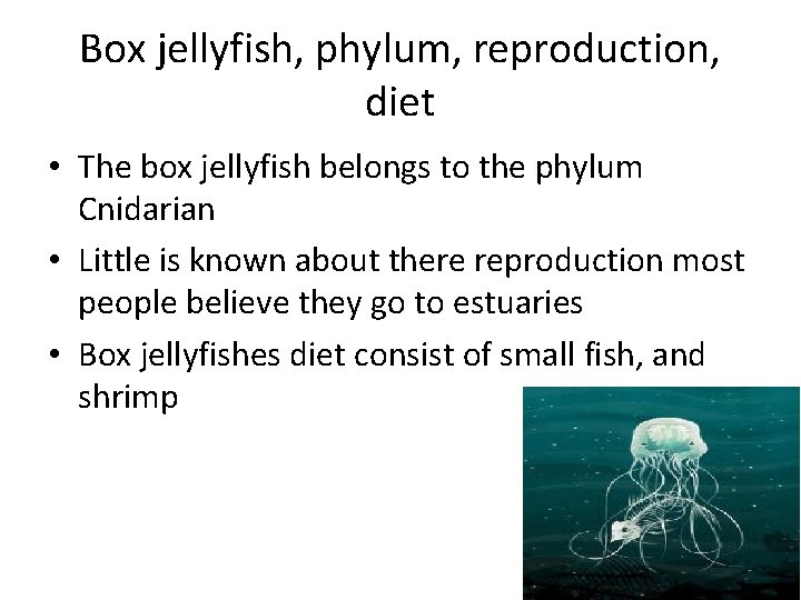 Box jellyfish, phylum, reproduction, diet • The box jellyfish belongs to the phylum Cnidarian