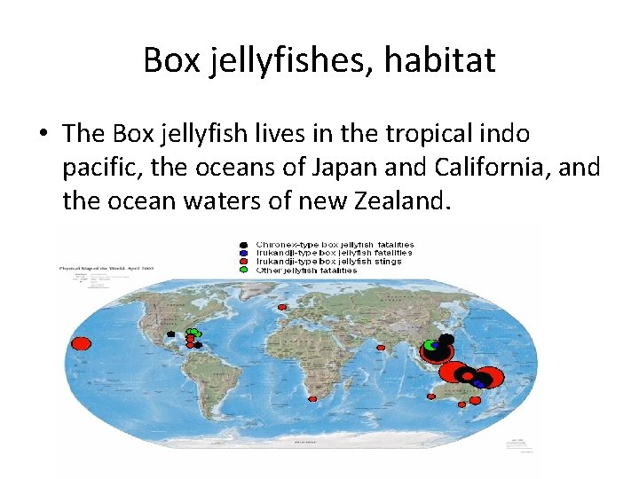 Box jellyfishes, habitat • The Box jellyfish lives in the tropical indo pacific, the