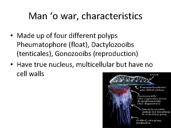 Man ‘o war, characteristics • Made up of four different polyps Pheumatophore (float), Dactylozooibs