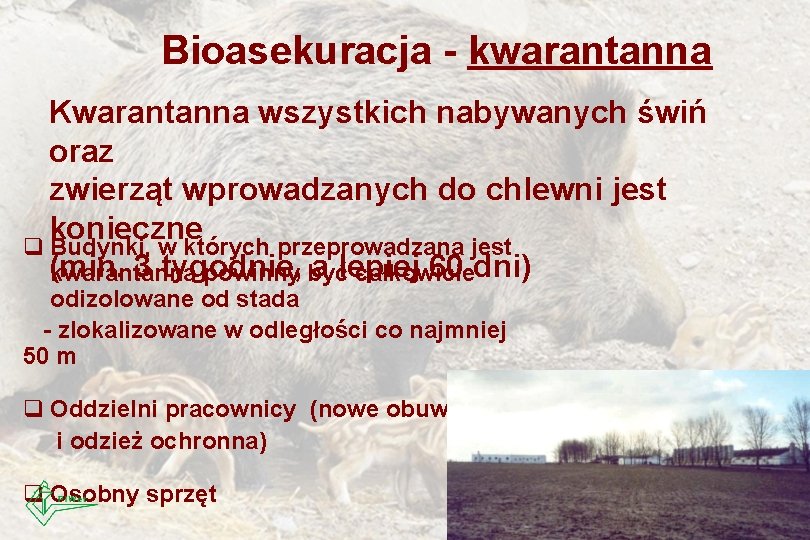 Bioasekuracja - kwarantanna Kwarantanna wszystkich nabywanych świń oraz zwierząt wprowadzanych do chlewni jest konieczne