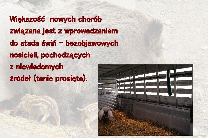 Większość nowych chorób związana jest z wprowadzaniem do stada świń – bezobjawowych nosicieli, pochodzących