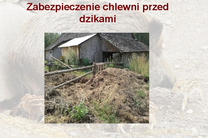Zabezpieczenie chlewni przed dzikami 